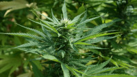 konopí marijuana-1692939 1280